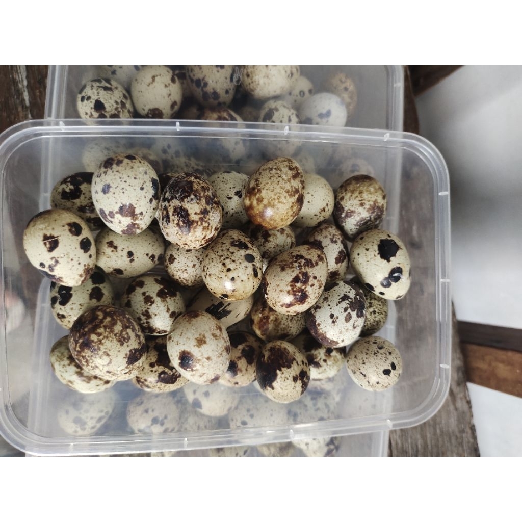 Telur Puyuh Matang