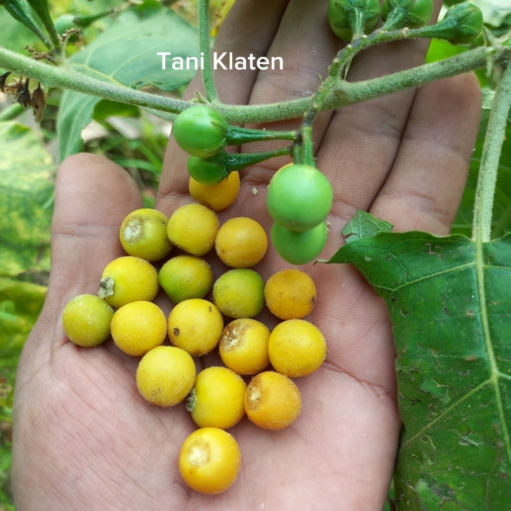BIJI TAKOKAK / CEMPOKAK /TERONG PIPIT