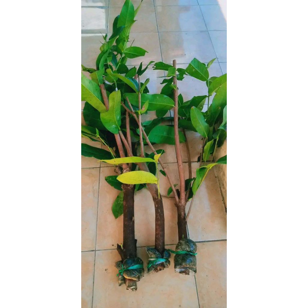 CANGKOK JAMBU AIR MADUDELI