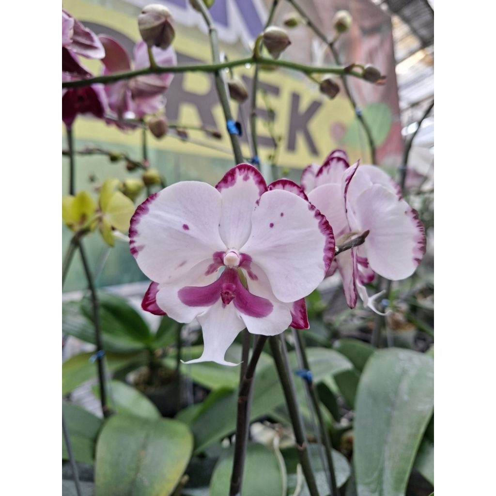 anggrek bulan knop mekar
