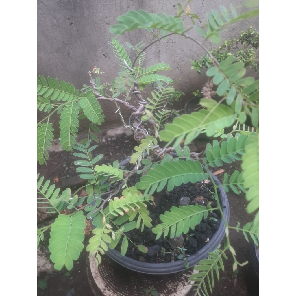 Bonsai Bahan Asem Jawa Meliuk Sesuai Foto