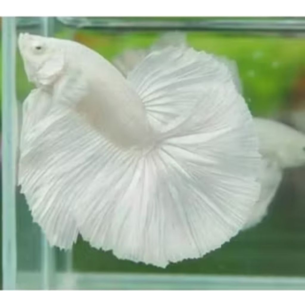 CUPANG WHITE PLATINUM