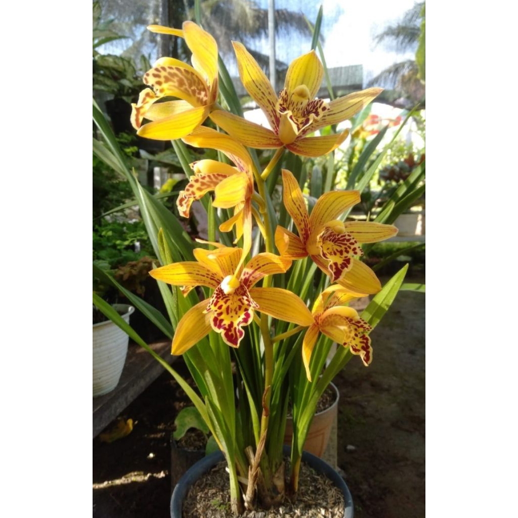 Anggrek cymbidium chen ruby jumbo