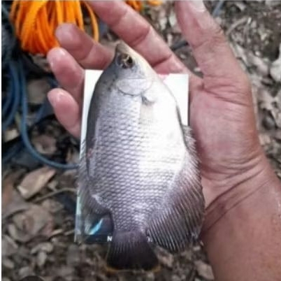 Bibit ikan gurame soang 10-50ekor