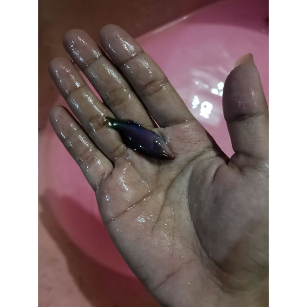 Ikan Hias Air Laut Jenis Keling Liris