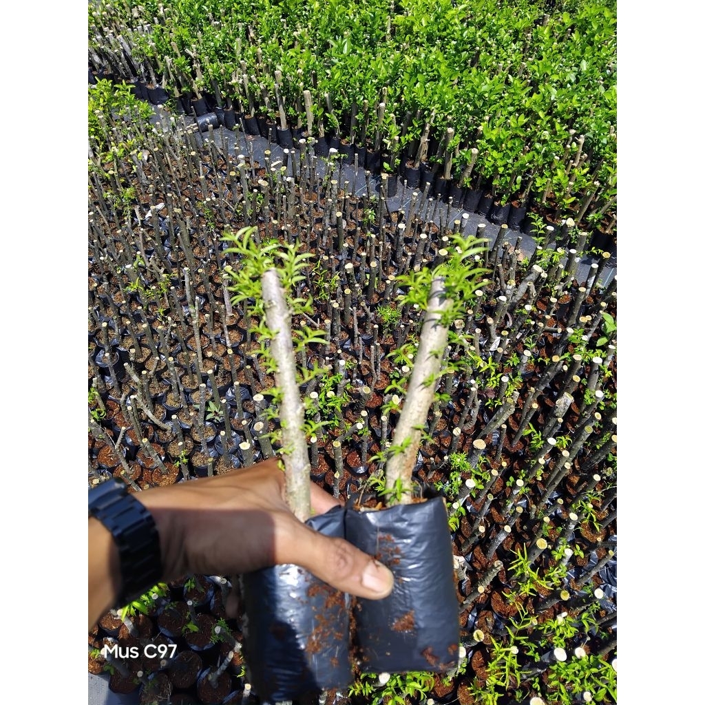bahan bonsai anput micro