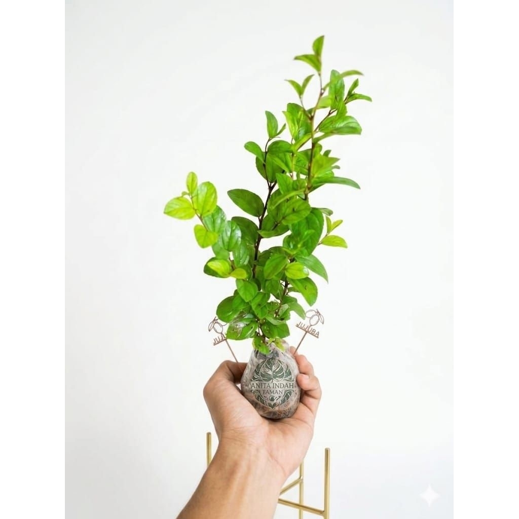 Tanaman Herbal Bidara Arab - Tanaman daun bidara arab