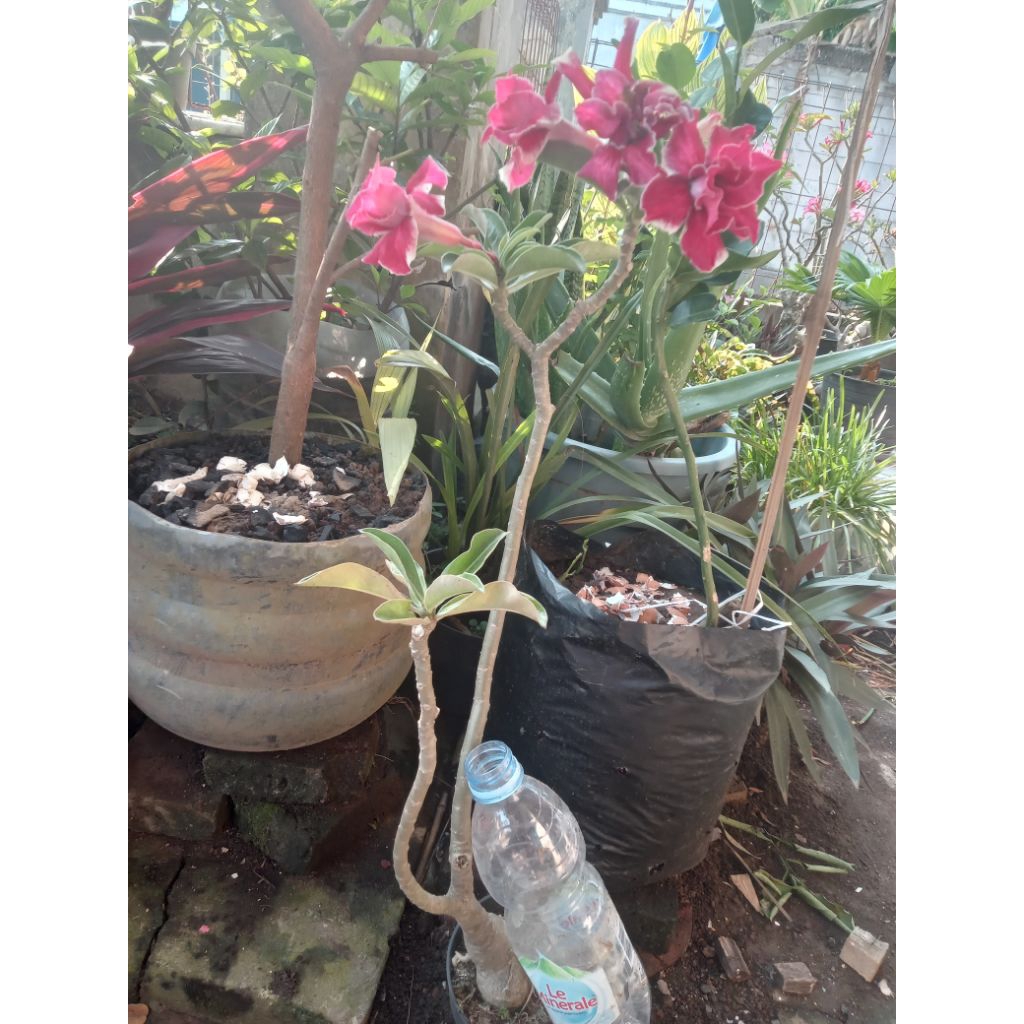 adenium bunga tumpuk.entres panjang