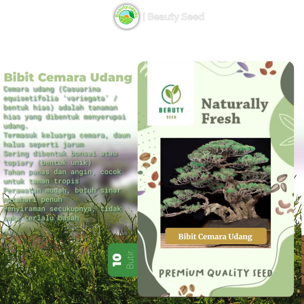 10 Butir Benih Cemara Udang - Biji Cemara Udang Untuk Bahan Bonsai Kemasan Repack