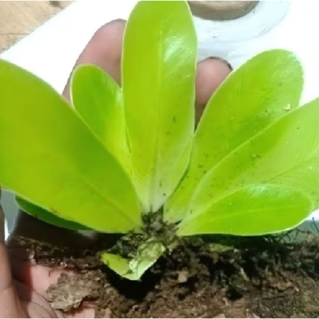 Tanaman Hias Kadaka Mini Sp YL - Pohon, Darat, Hiasan Aquascape