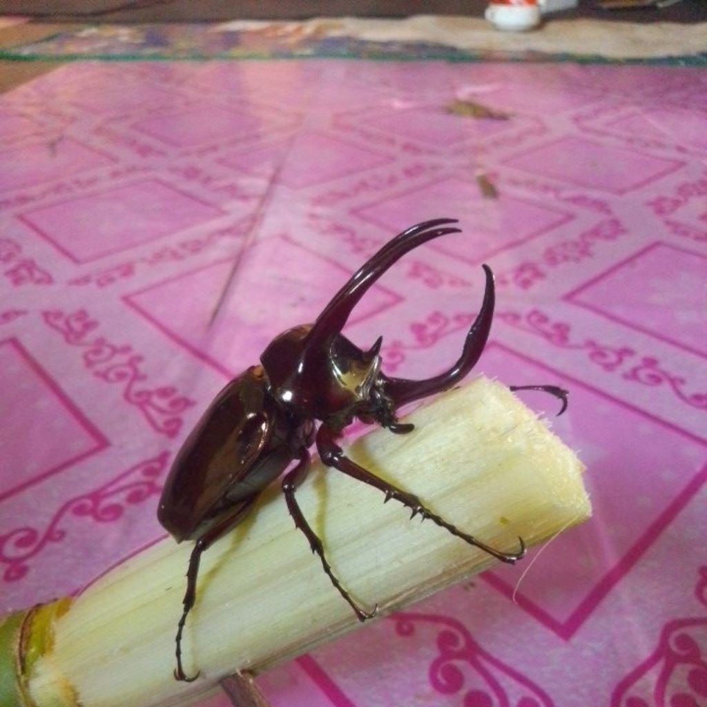 KUMBANG ATLAS / KUMBANG BADAK / CALKUSUMA