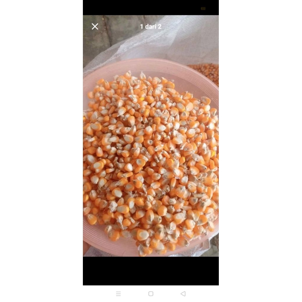 Jagung Kering Pakan ternak 1kg