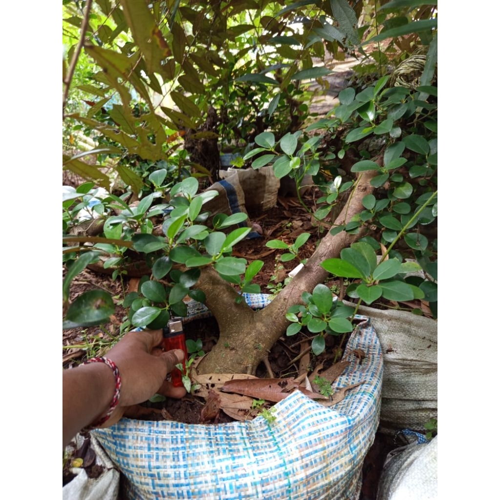 Bonsai ficus dolar besar karakter bagus bogel