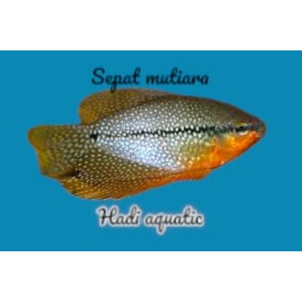 hiasan sepat mutiara ( pearl )