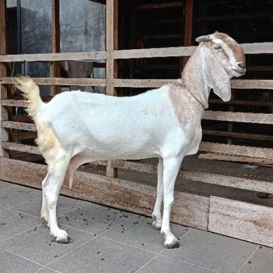 GRATIS ONGKIR Kambing Qurban / Kurban / kambing domba hidup / kambing aqiqah / domba aqiqah / akikah