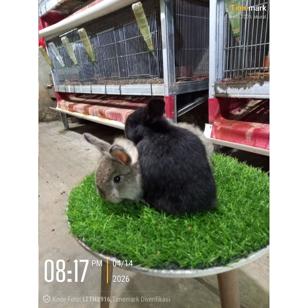 Kelinci hias mini Netherland Dwarf-ND anakan sepasang (4).