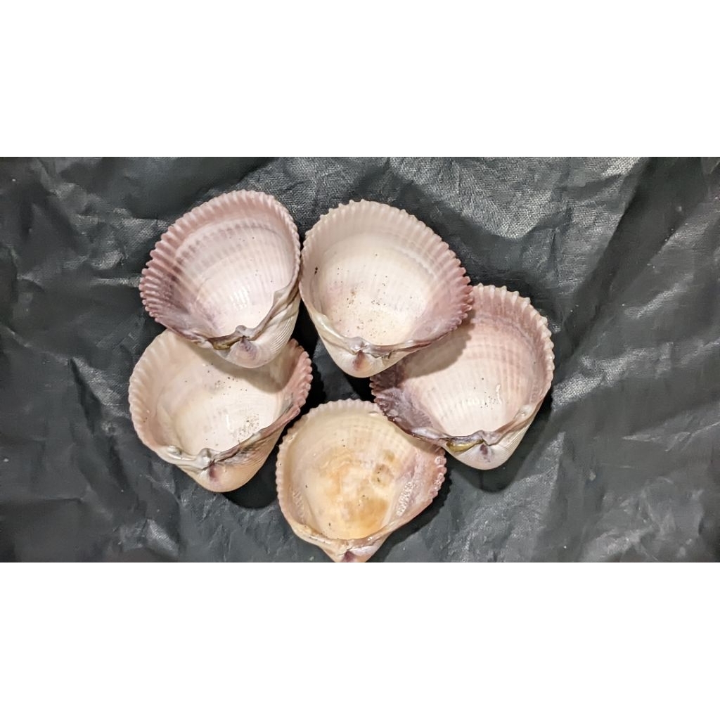Cangkang kerang hias/cangkang kerang laut koleksi