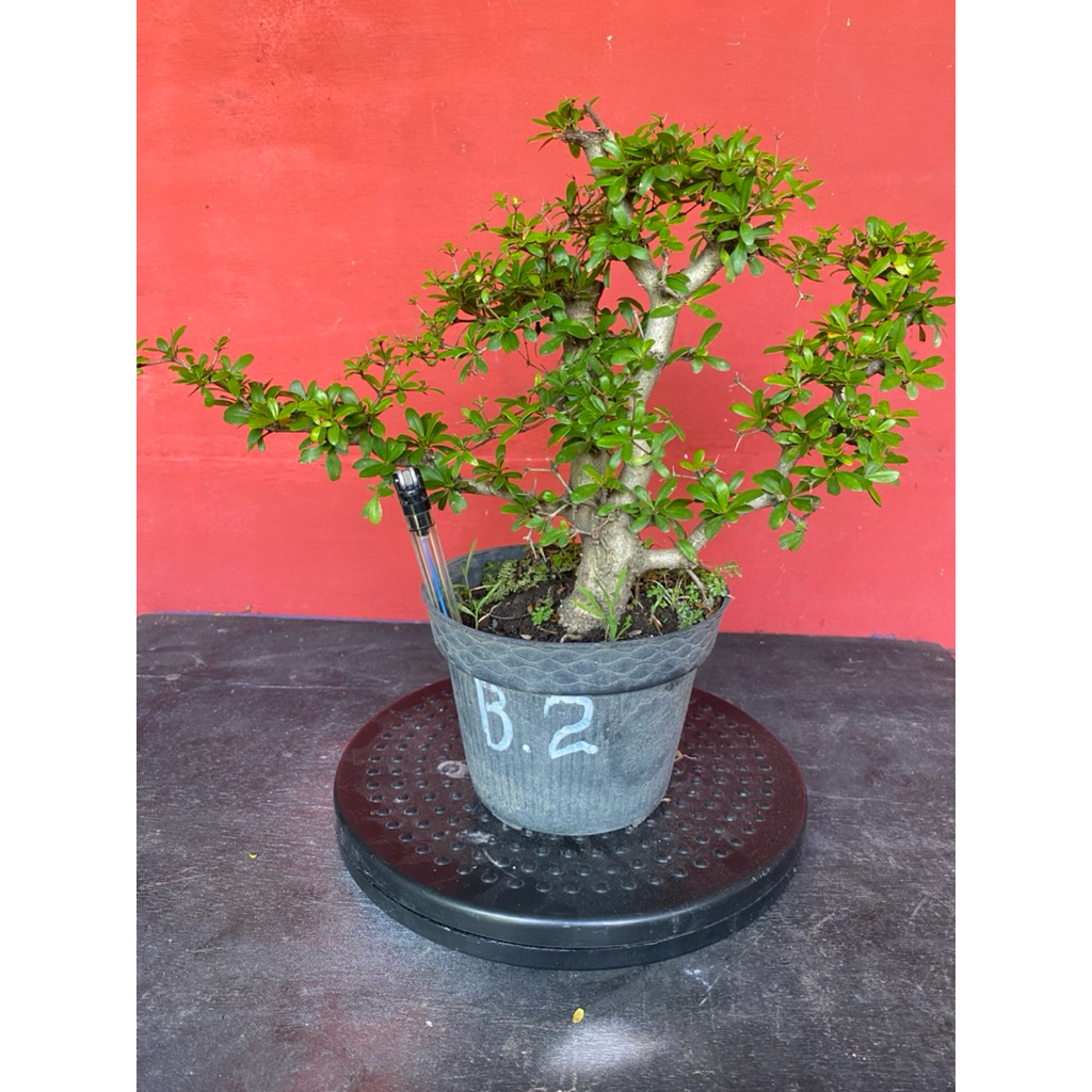 Bahan bonsai black olive bucida spinosa B2
