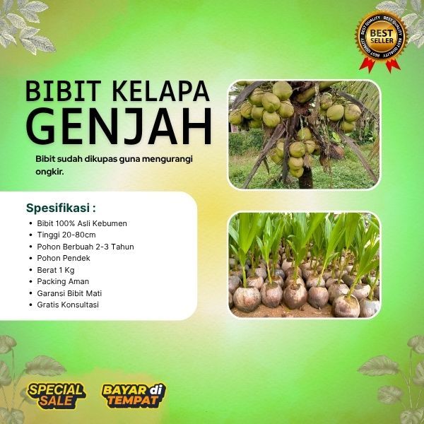 TERJAMIN  Pohon Kelapa Hibrida , Pohon Kelapa Hibrida Bersertifikat
