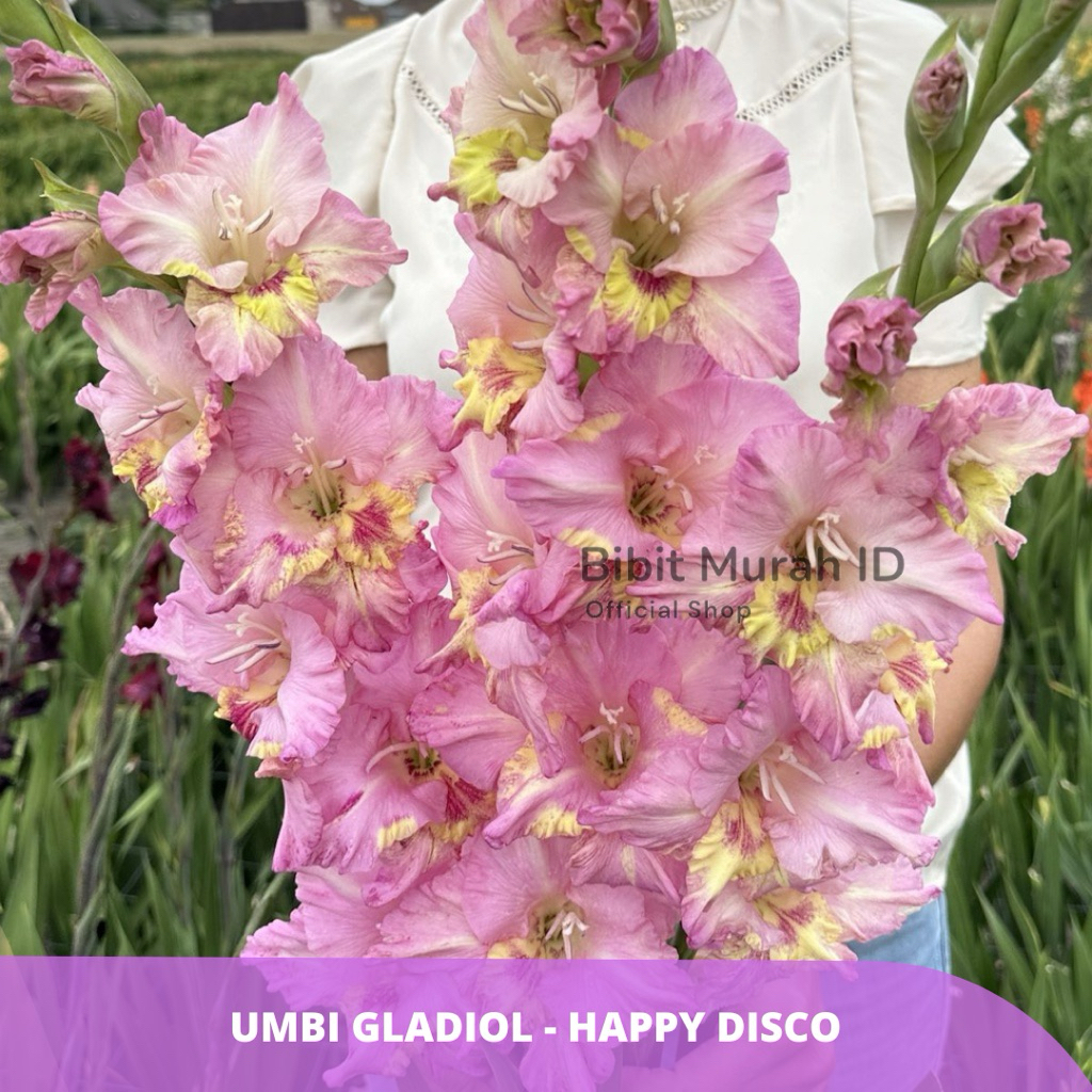 Exclusive | Umbi Gladiol Happy Disco - Umbi Bunga Gladiol Import dari Belanda