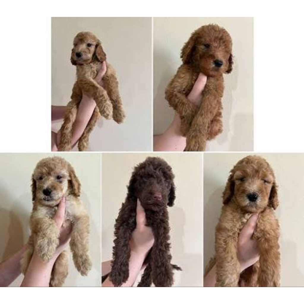 anjing poodle