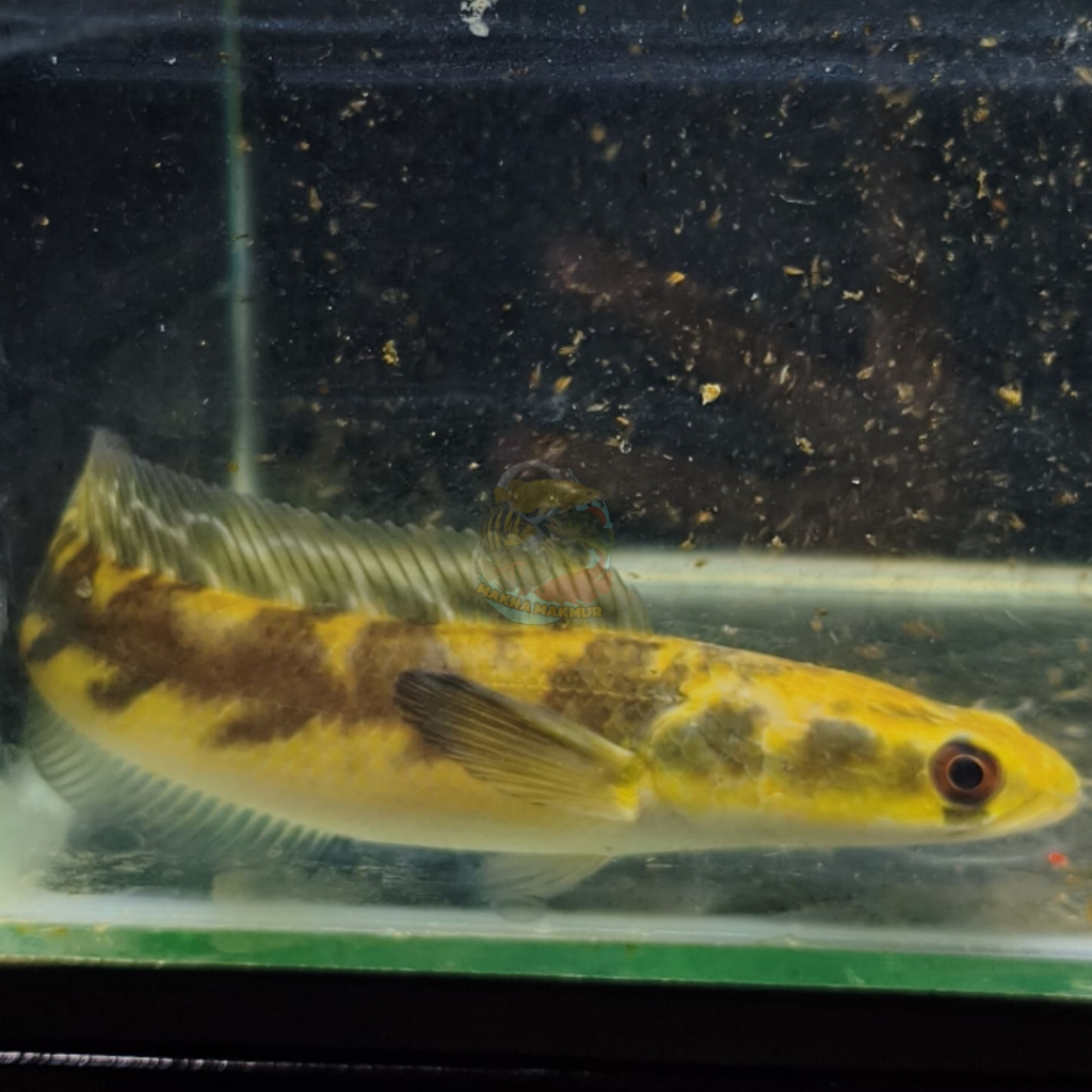 Channa YS Batik maru yellow sentarum 10 - 50cm single tank