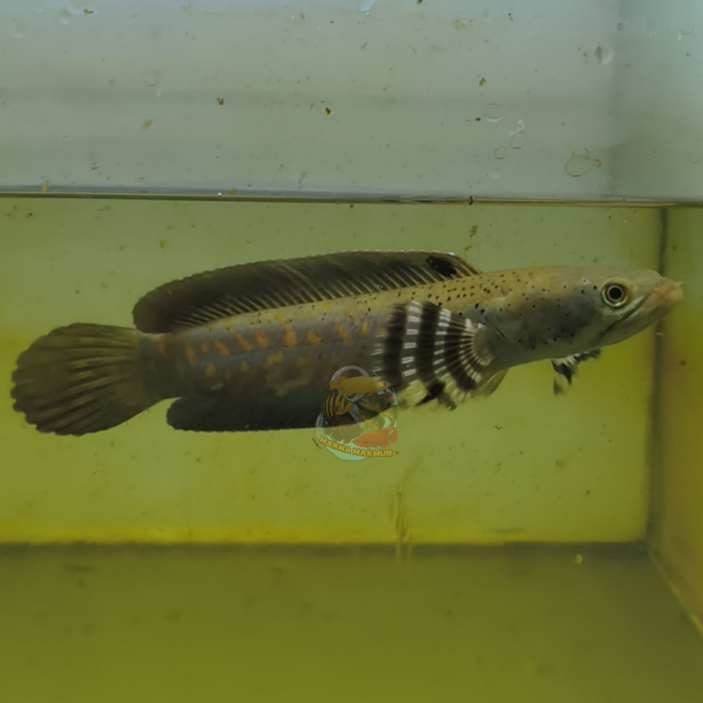 Channa Blue Pulchra channa bp single tank 4 - 30cm