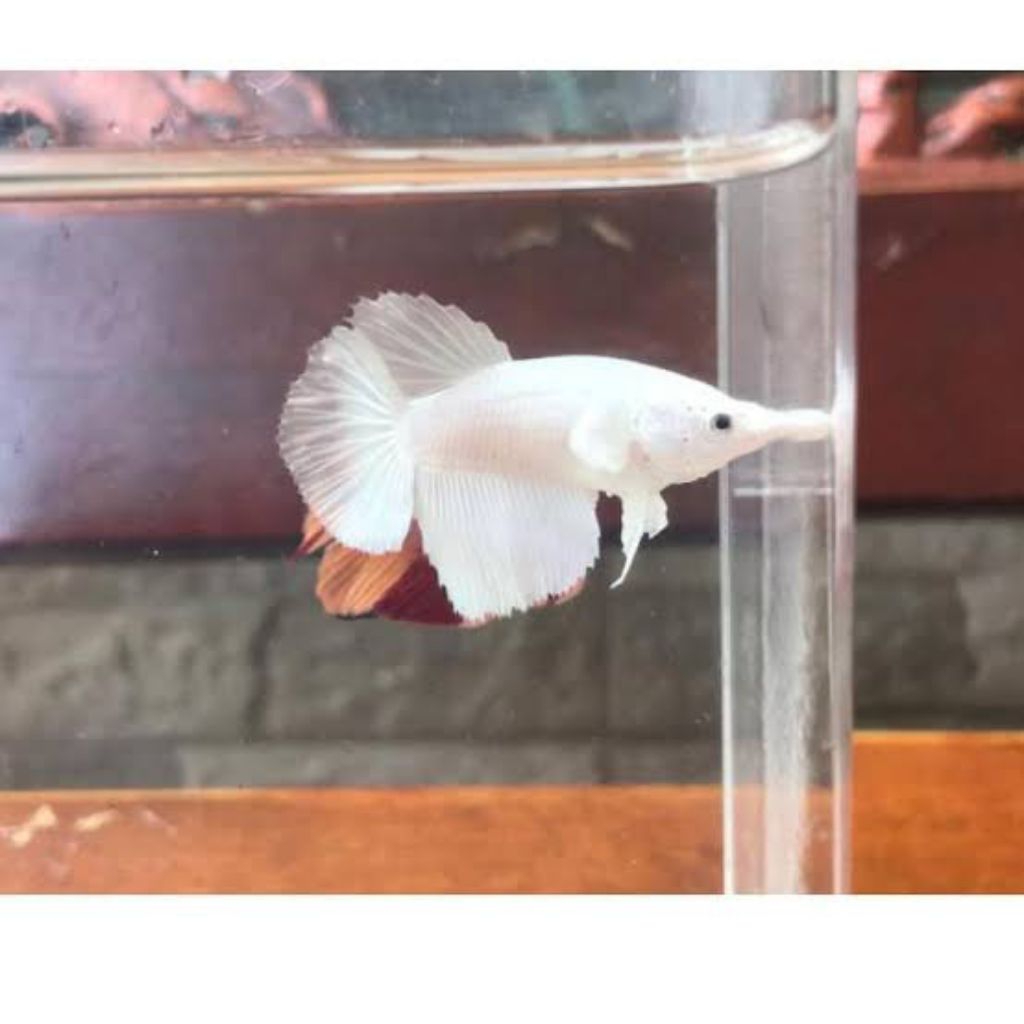 Ikan Cupang Betta Halfmoon White Platinum betina full telor