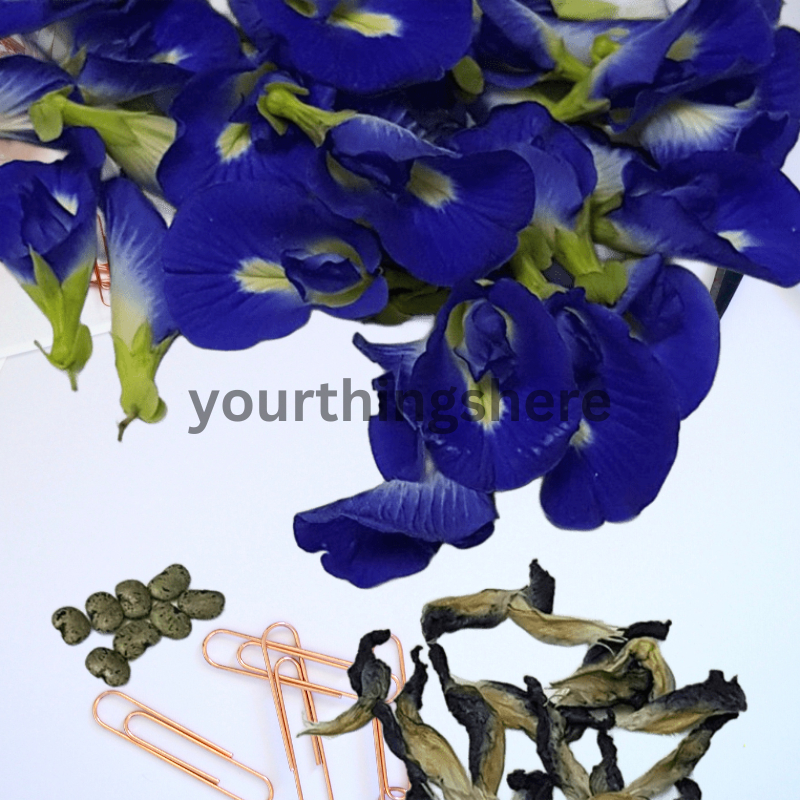 biji bunga telang bunga telang butterflypea