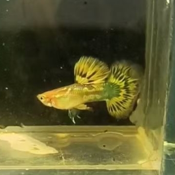 Guppy Blonde Yellow Mozaic