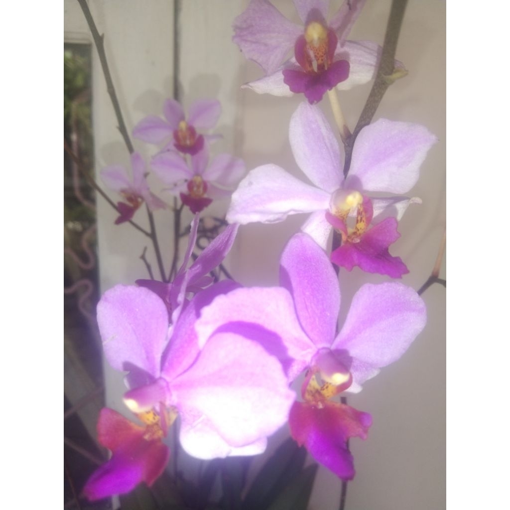 Anggrek bulan doritis pink lidah merah