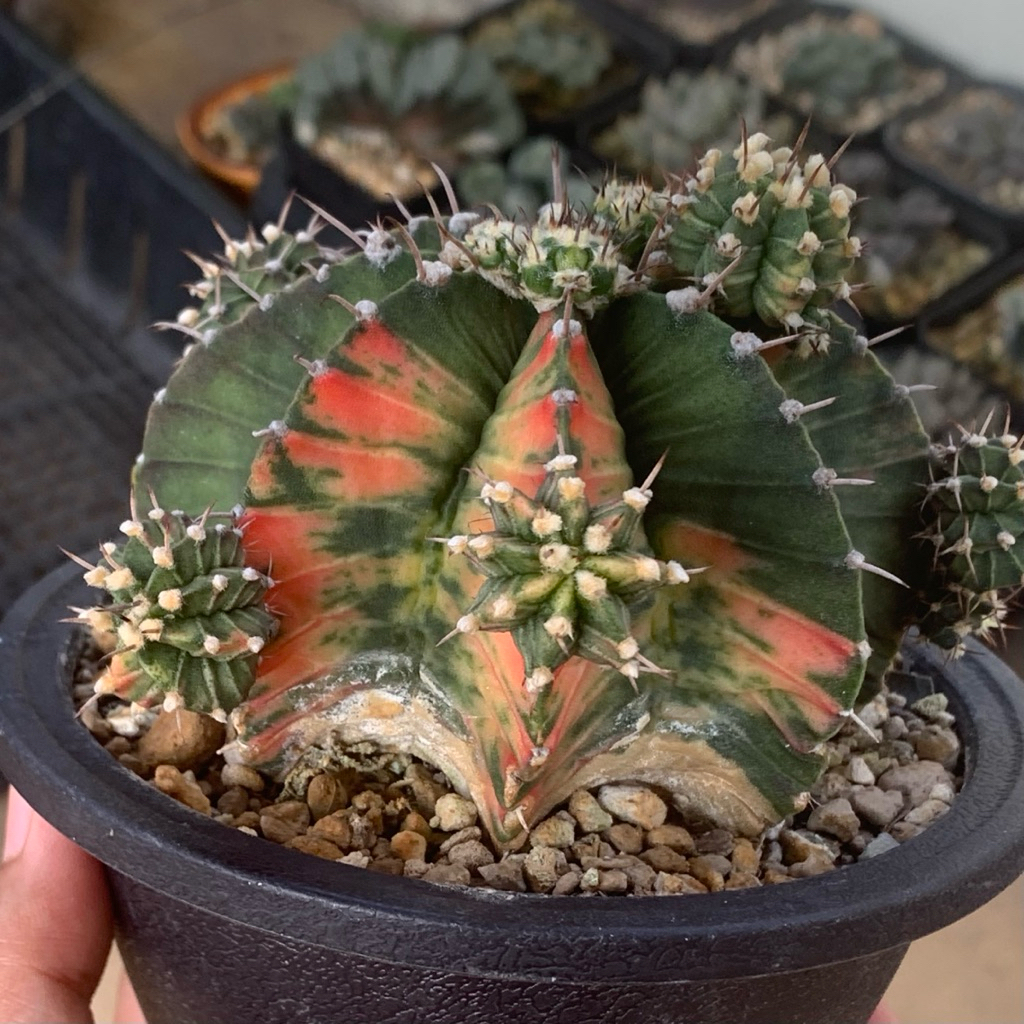 Lj15 Gymnocalycium LB jumbo Varigata kaktus gymno var pink orange miha 2178 ribs hybrid lb2178 tanam