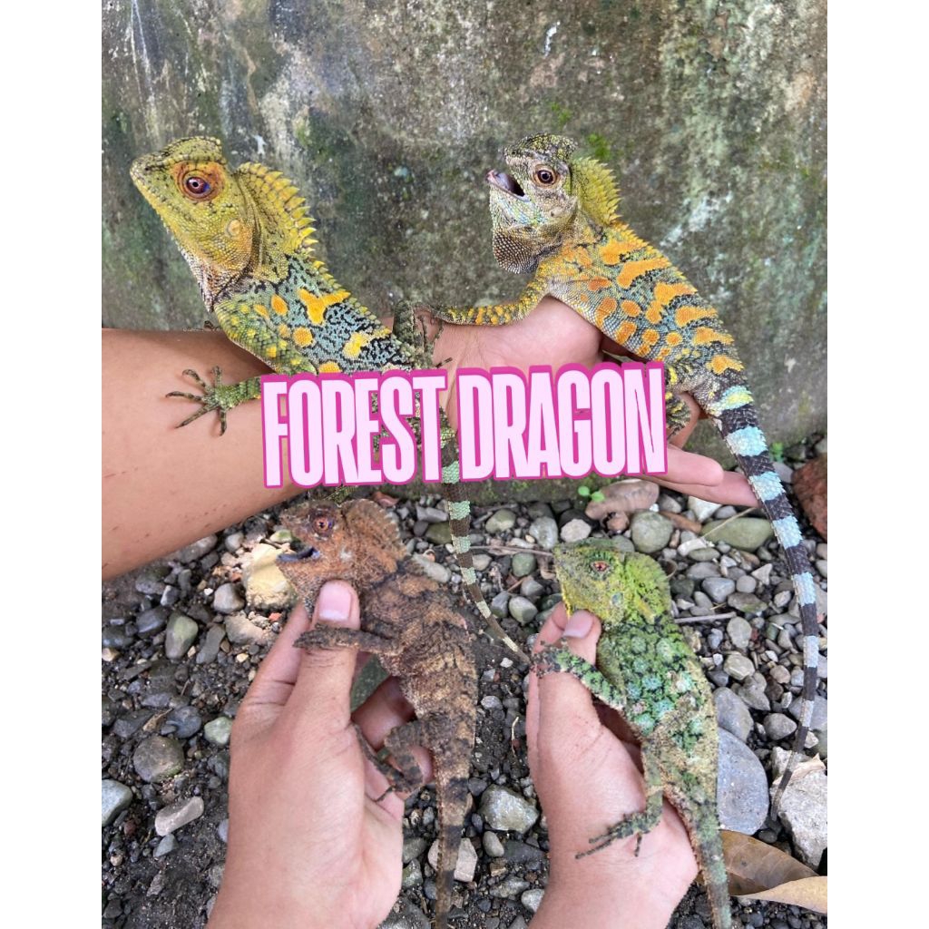 Toys Forest Dragon | COCOK UNTUK PEMULA | MURAH
