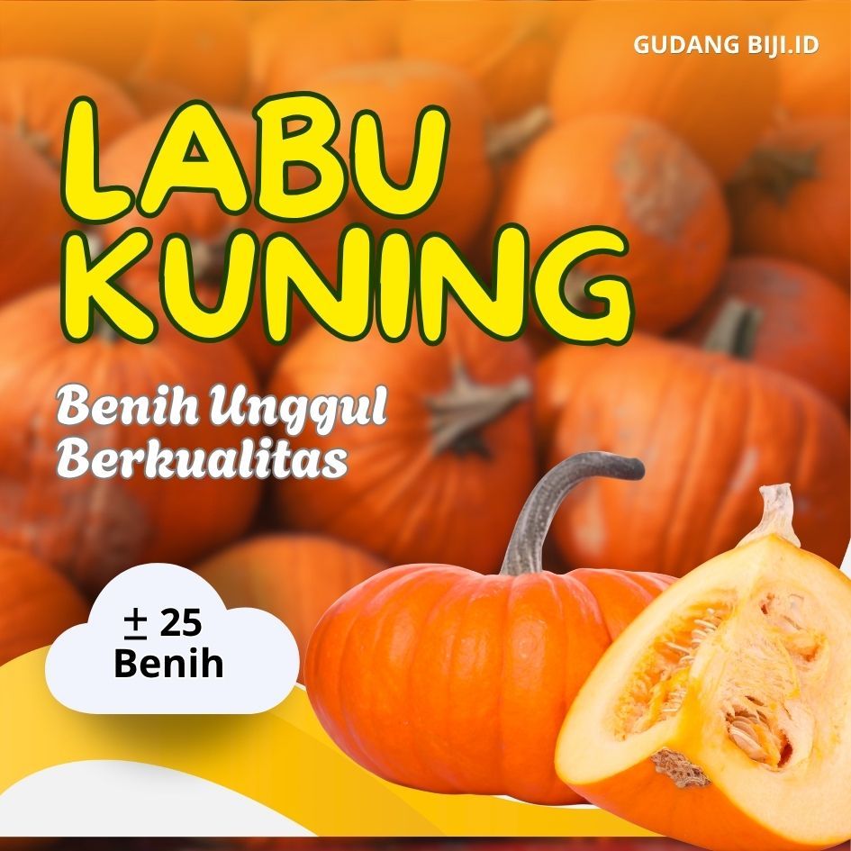 benih unggul labu kuning