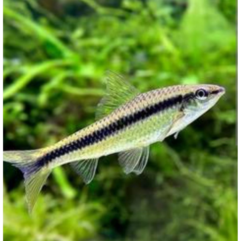 sae siamese algae eater ikan pemakan alga paling efektif terbaik berkualitas langka untuk aquascape 