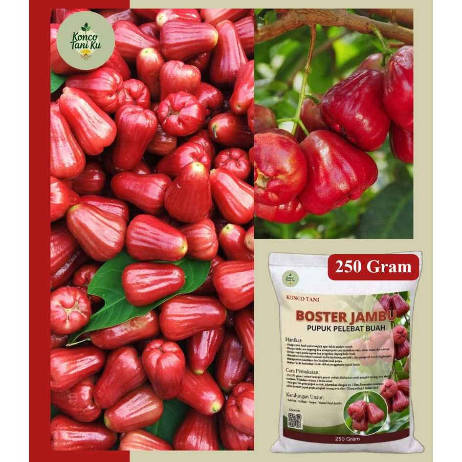 BOOSTER BUAH JAMBU AIR