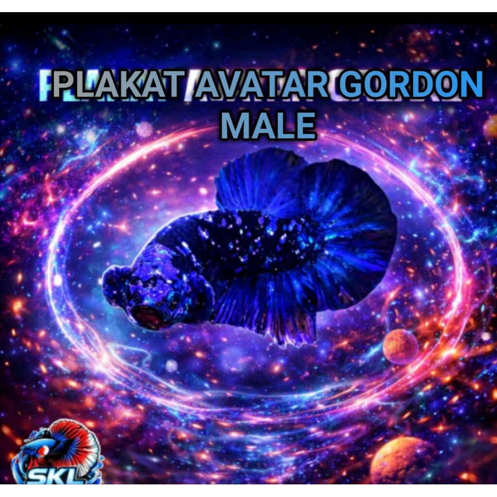 PLAKAT CUPANG AVATAR GORDON KUALITAS TERBAIK GARANSI HIDUP GRATIS PAKAN KEMASAN BOTOL