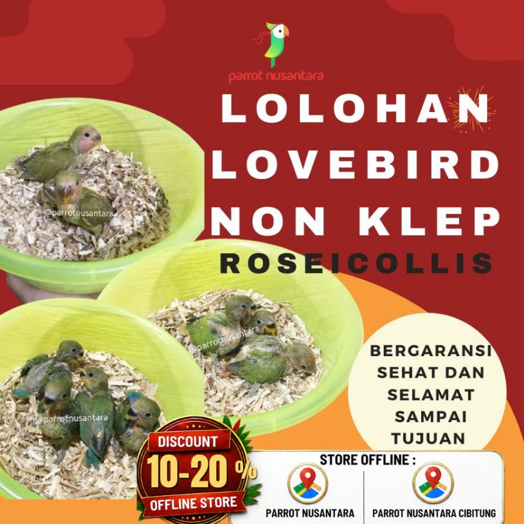 lolohan lovebird roseicollis nk warna hijau
