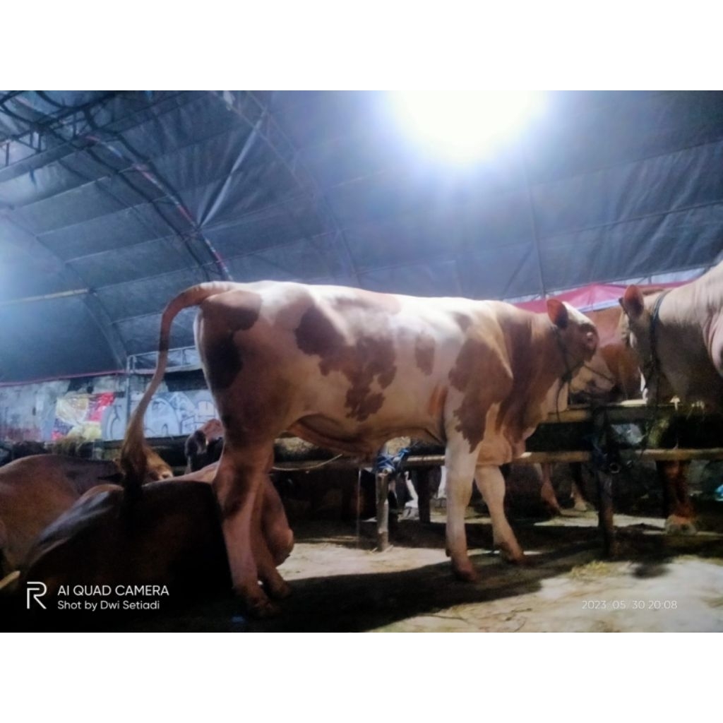 Sapi kurban