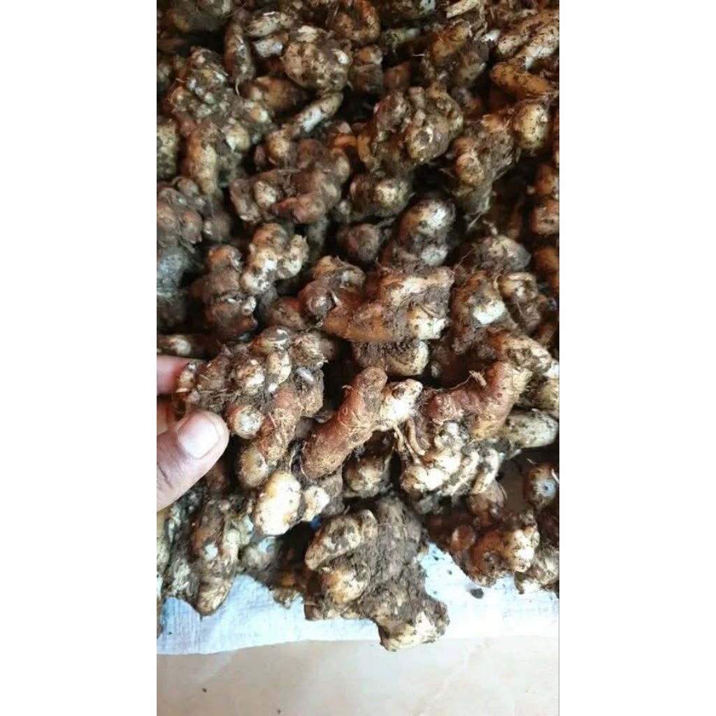 Kencur 1 kg