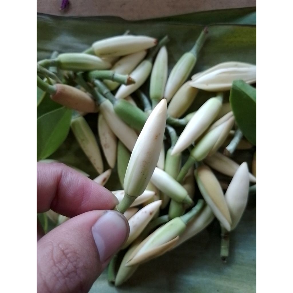 BUNGA KANTIL SEGAR KEMBANG KANTIL GADING PUTIH FRESH FRES SEGAR - AROMA HARUM ALAMI TANPA PENGAWET