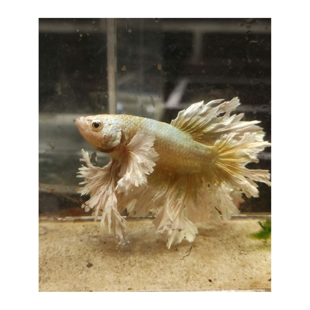 rosetail gold