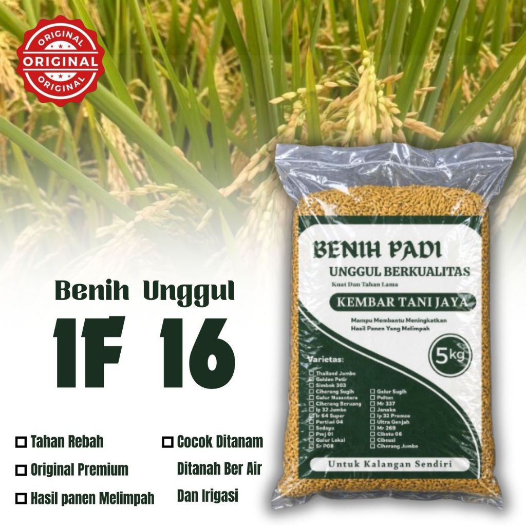benih padi IF 16 kemasan 5kg berkualitas original 100%