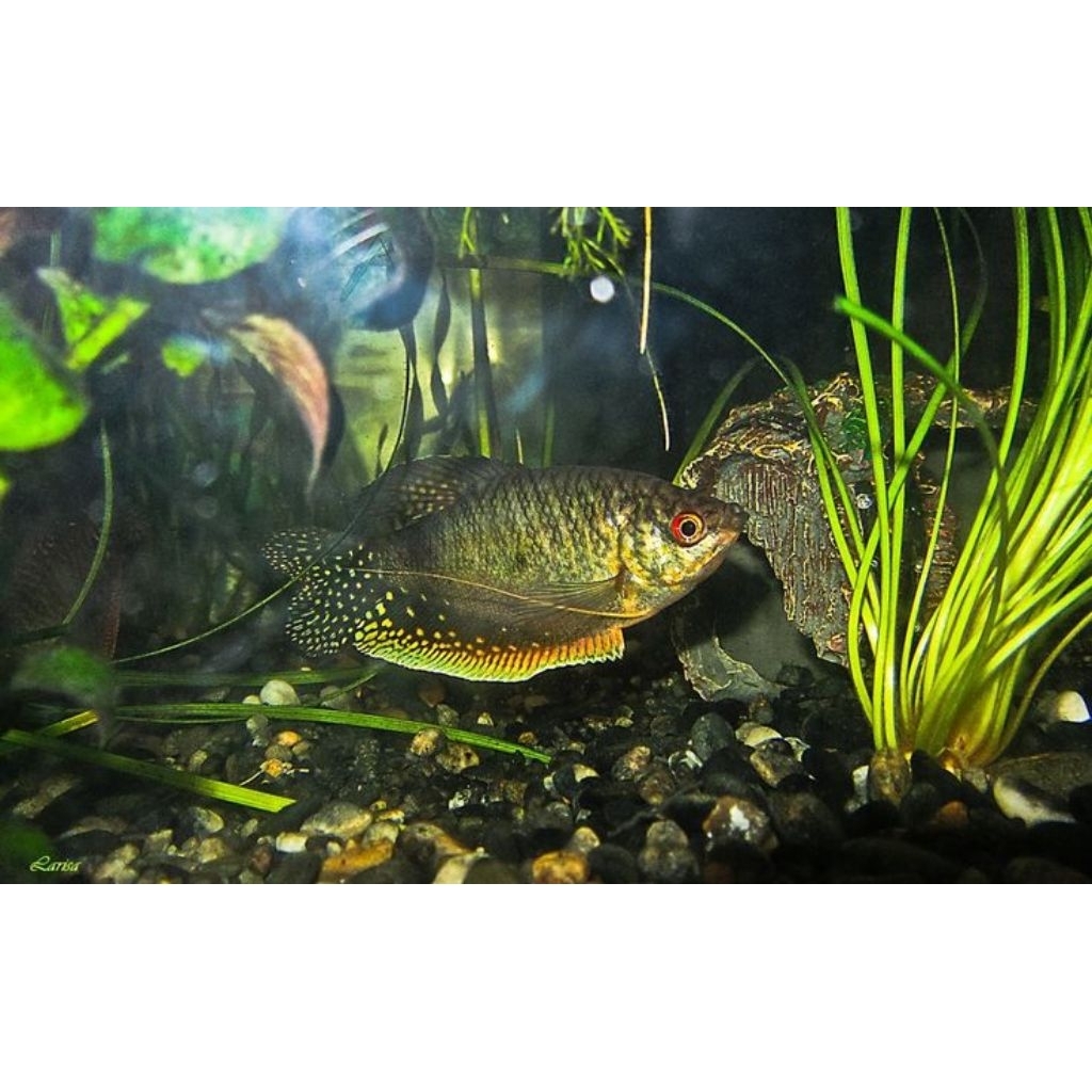 Ikan sepat hidup pembersih lumut Aquascape