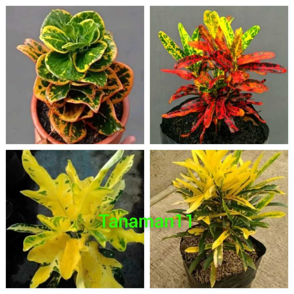 Paket 4 tanaman puring koin,puring cabe merah,kuning,dan puring terang bulan