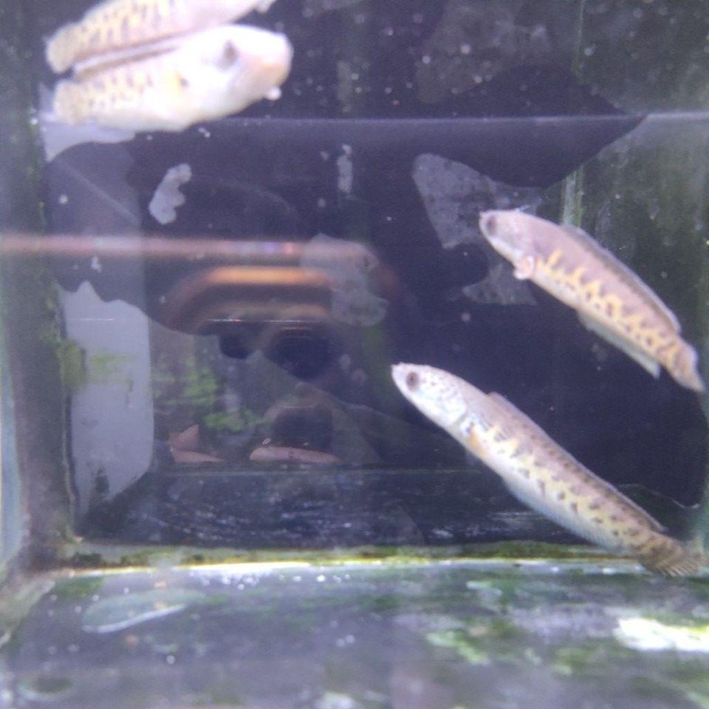 auranti grade b finrod 3 e