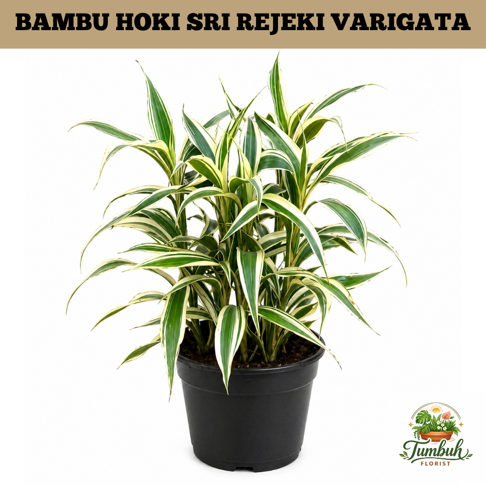 Tanaman Hias Bambu Hoki Varigata Perawatan Mudah Bisa Di Air Bambu Hoki Varigata Siap Tanam Murah