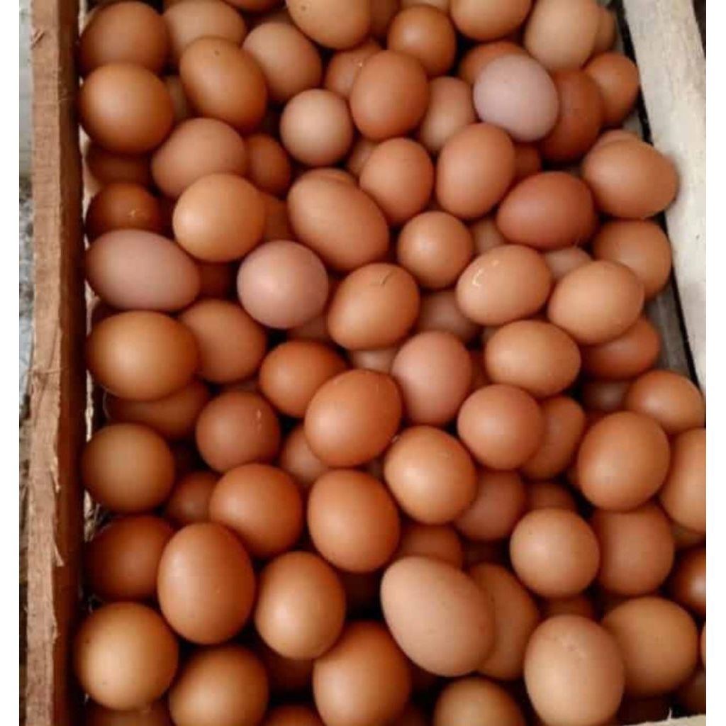 TELUR AYAM ISI 1KG GRESIK KOTA JATIM