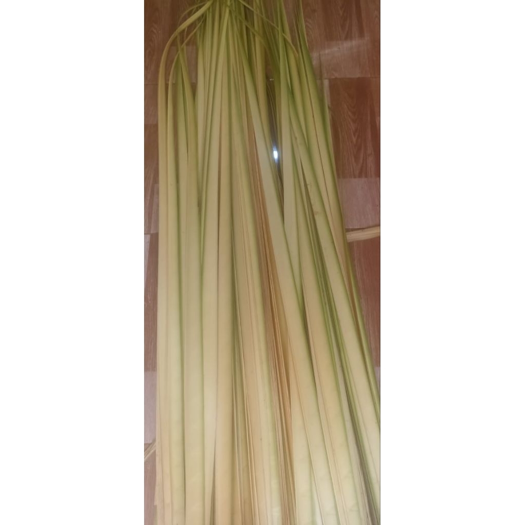 Promo Daun Kelapa Muda/Janur Kuning 50 Pcs Untuk Lebaran