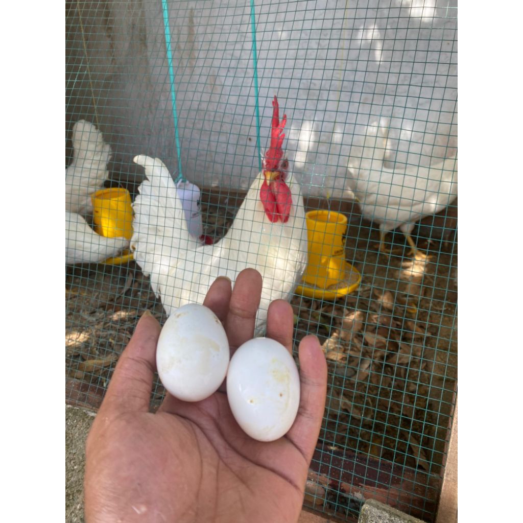 Garansi Jika Tidak Fertil Paket 10 Butir Telur Fertil Ayam White Leghorn | Telur Tetas Ayam White Le